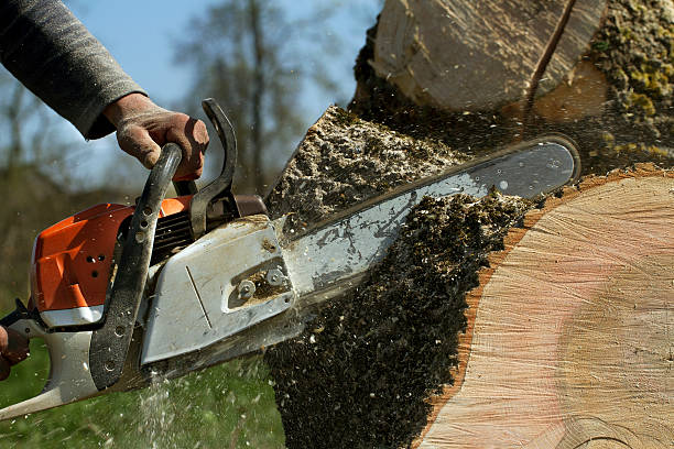 Best Emergency Storm Tree Removal  in Langdon, ND